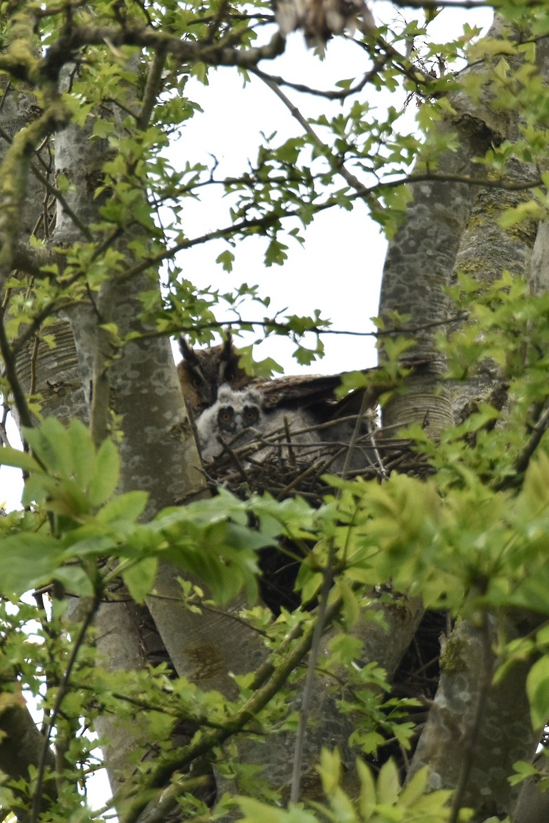 Long-eared Owl - Iris van Driel