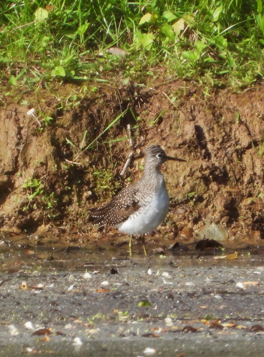 Solitary Sandpiper - ML618377211