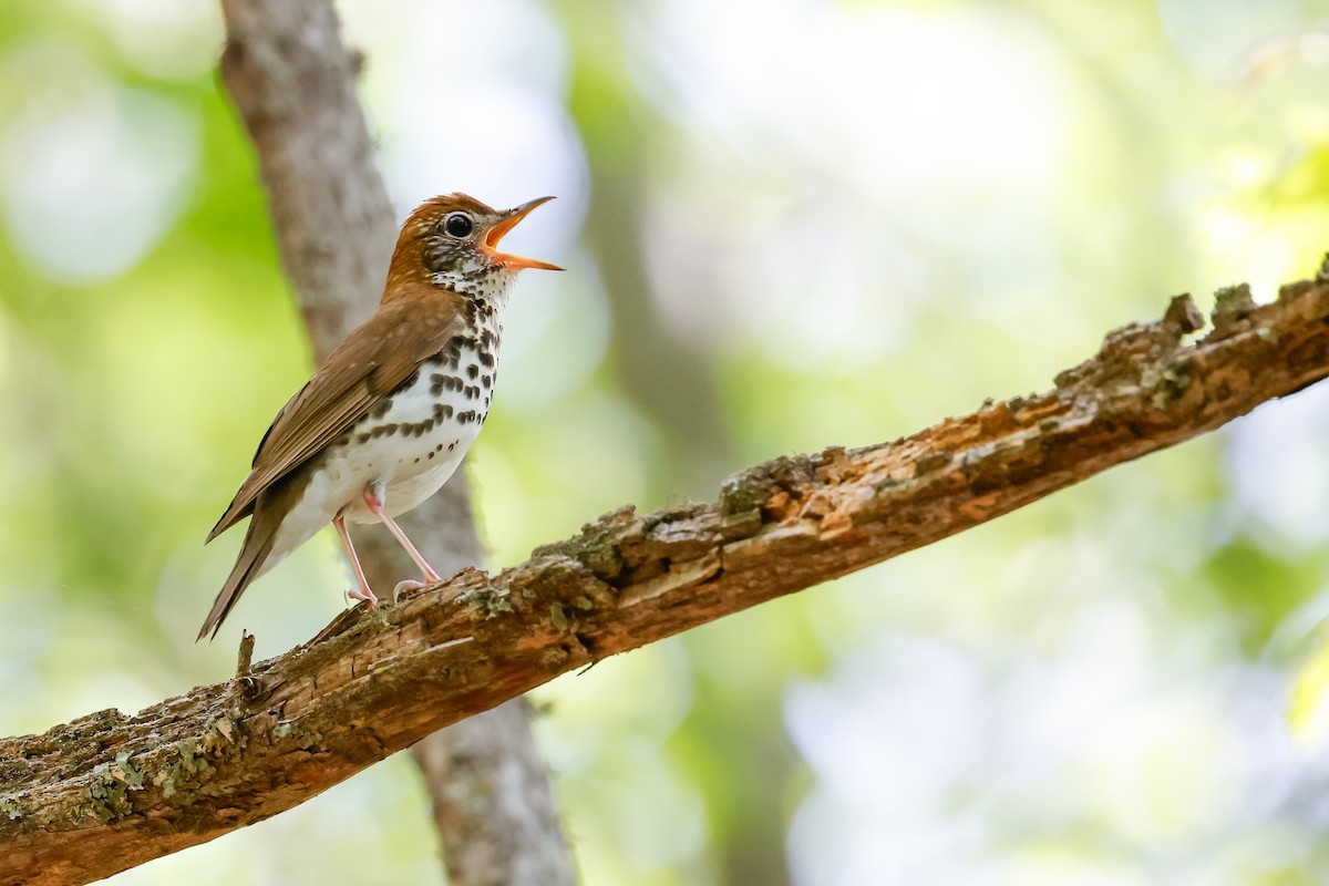 Wood Thrush - Baxter Beamer