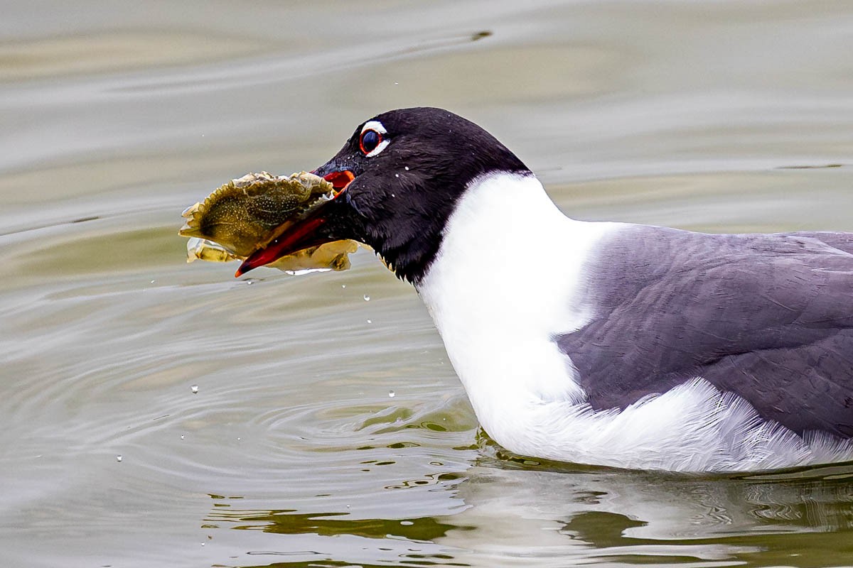 Laughing Gull - Mark  Laussade