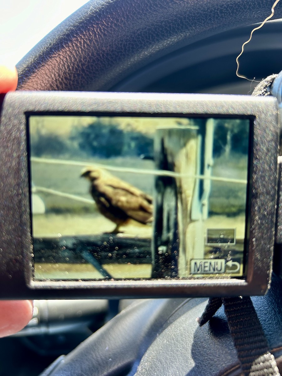 Swainson's Hawk - ML618377215