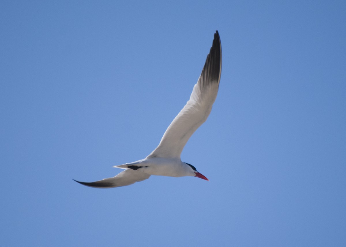 Caspian Tern - Everett Yang