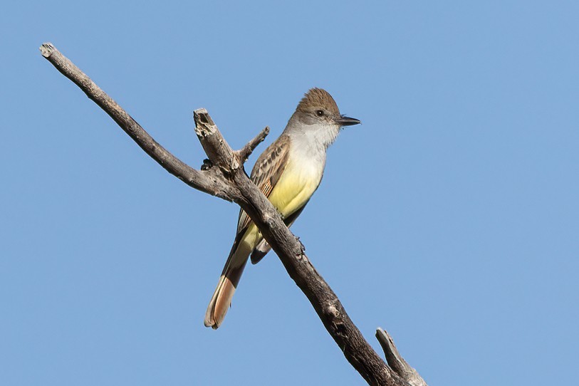 Brown-crested Flycatcher - ML618377247