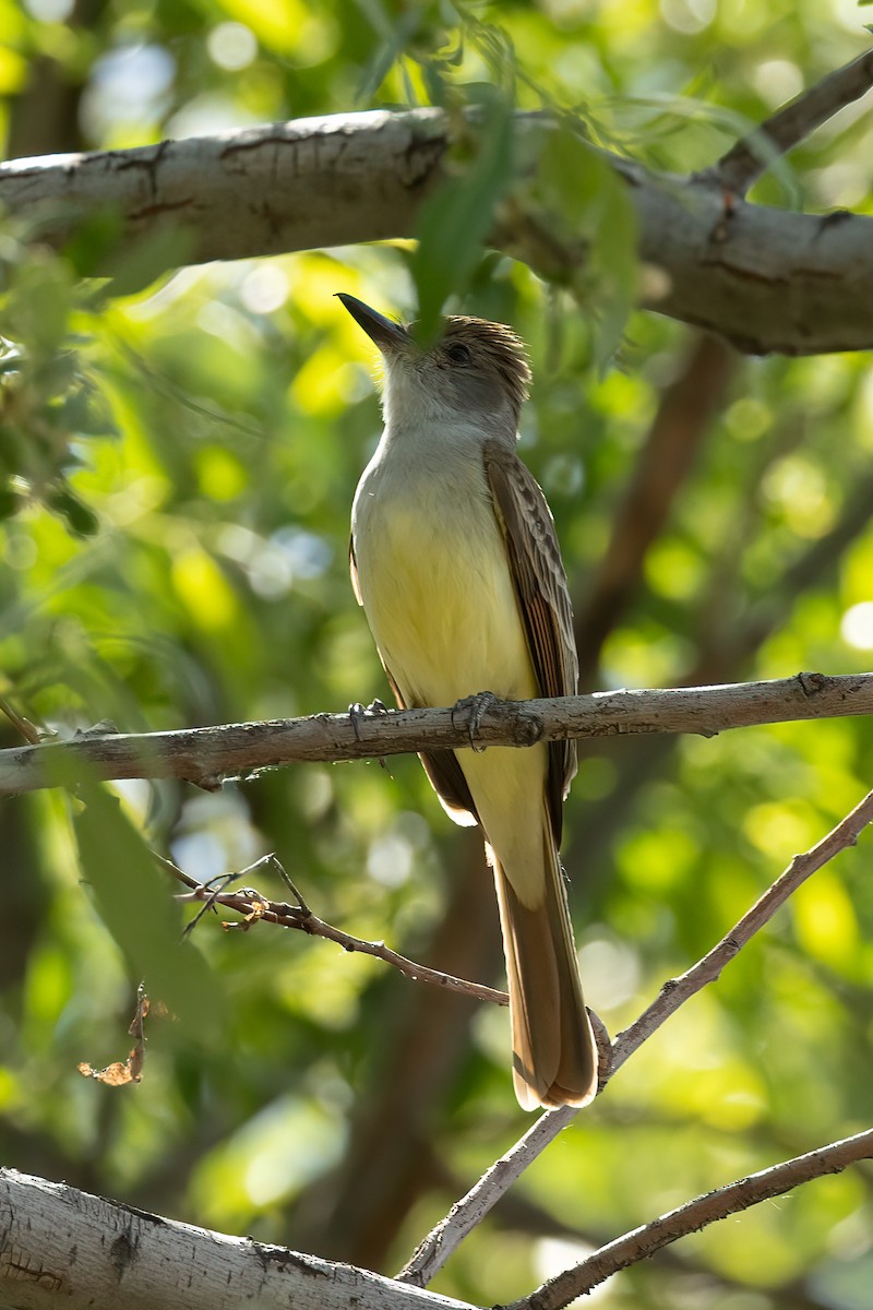 Brown-crested Flycatcher - ML618377248