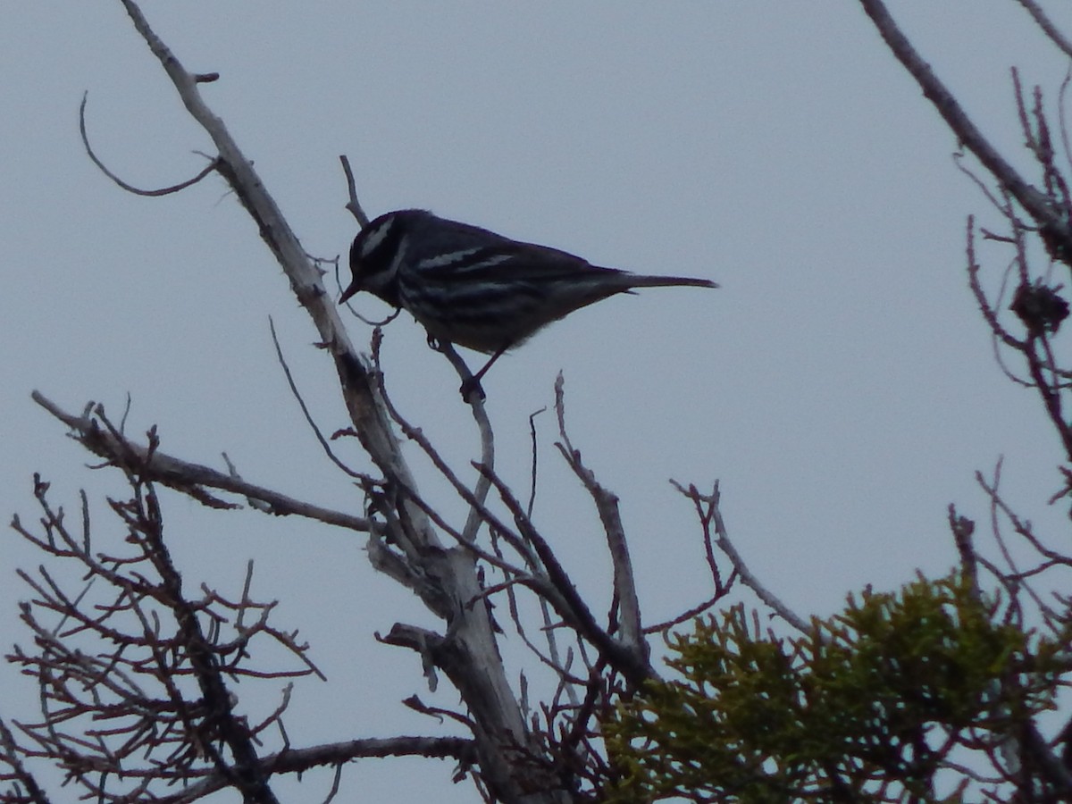 Black-throated Gray Warbler - ML618377270