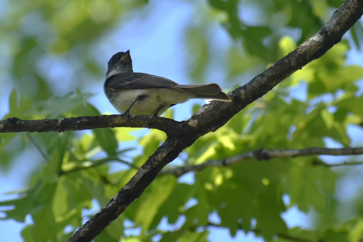 Eastern Wood-Pewee - ML618377310