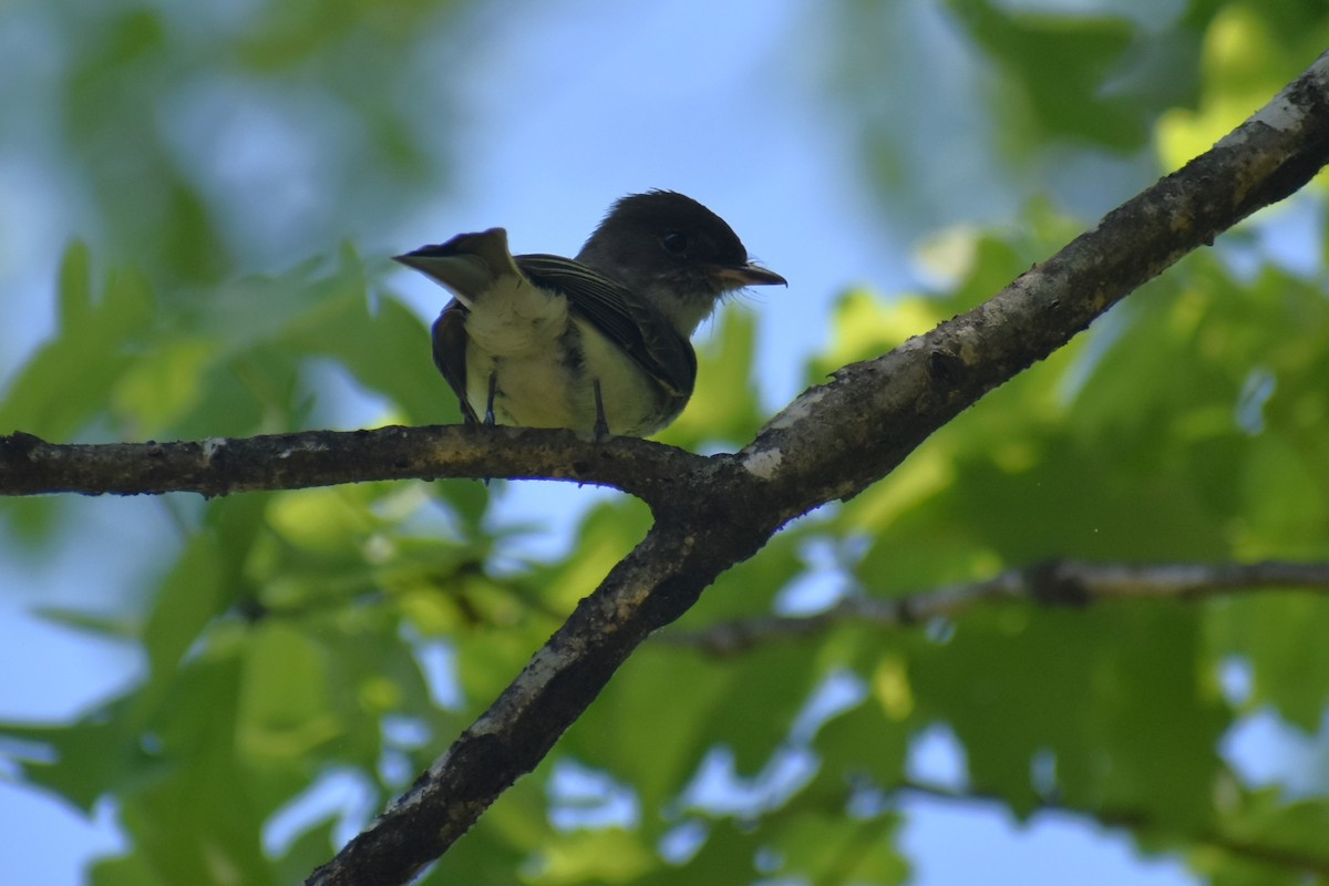 Eastern Wood-Pewee - ML618377311