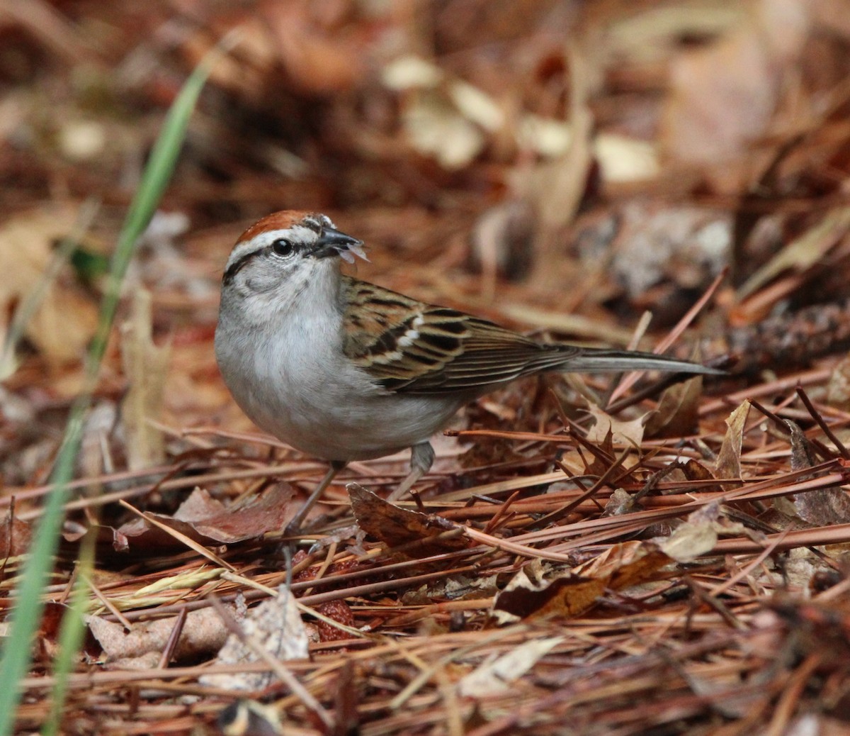 Chipping Sparrow - David Tilson