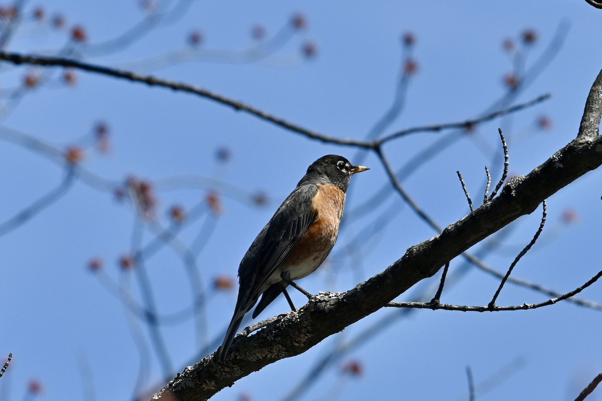 American Robin - ML618377325