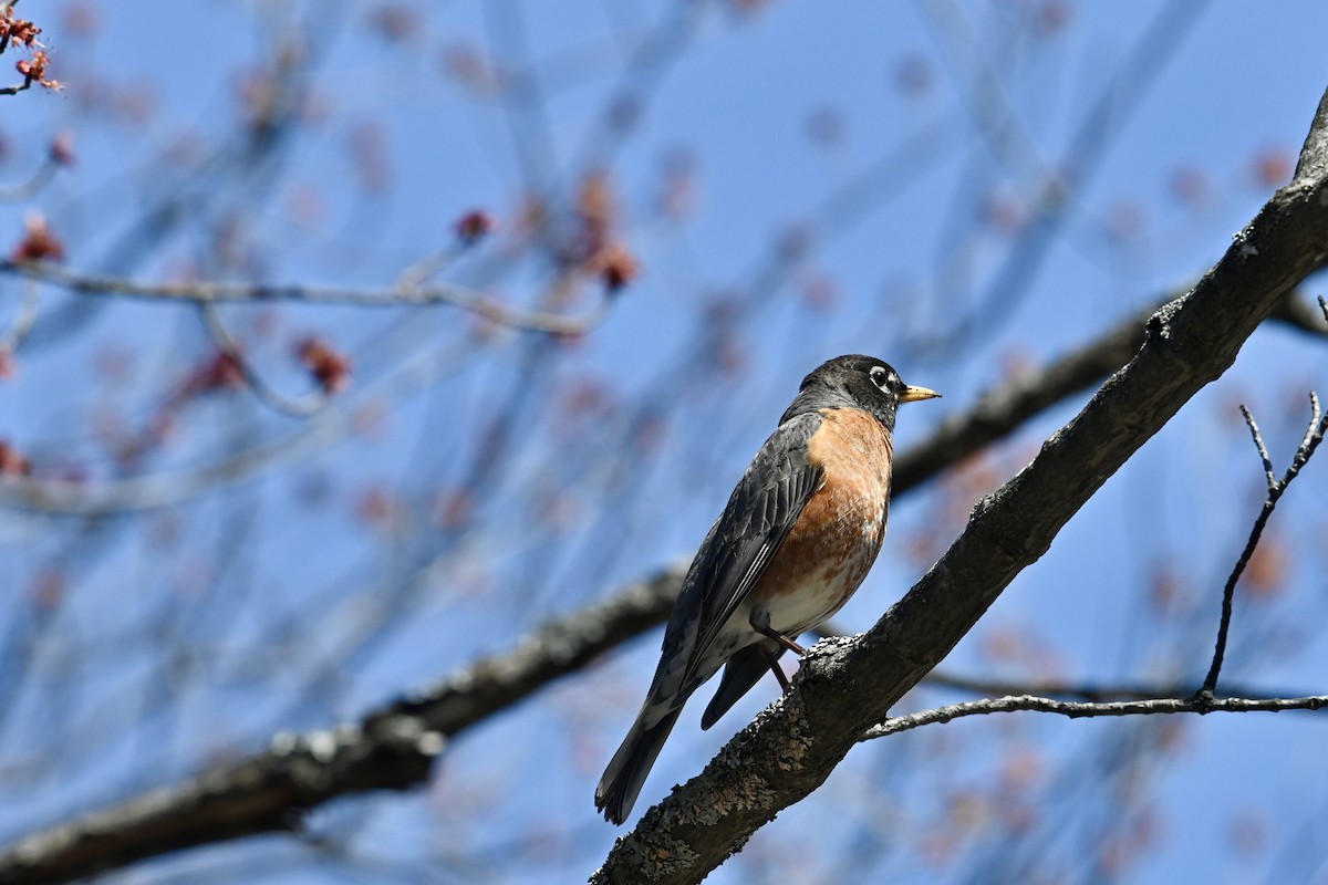 American Robin - ML618377326