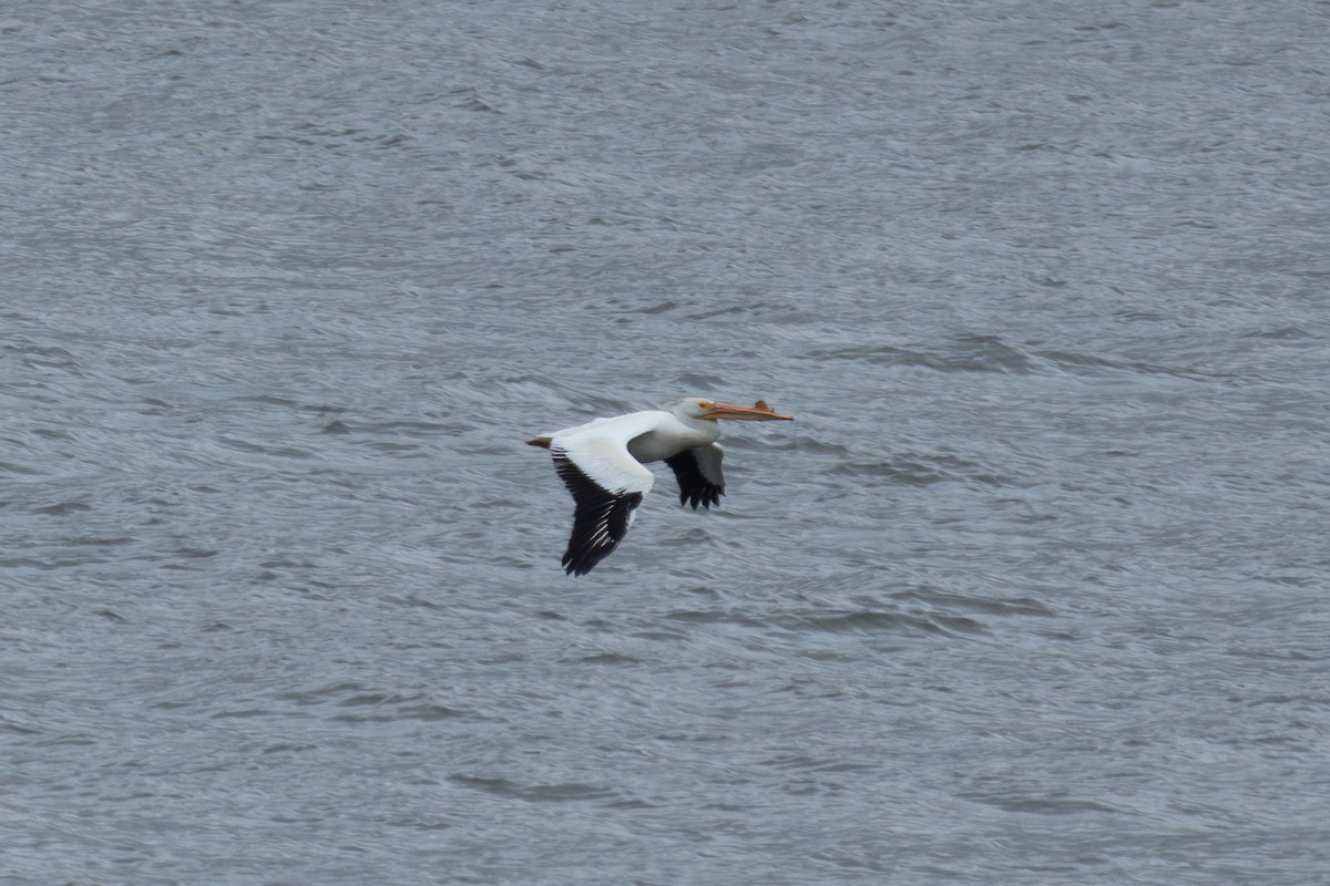 American White Pelican - ML618377351