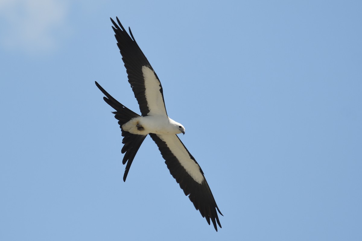 Swallow-tailed Kite - ML618377382