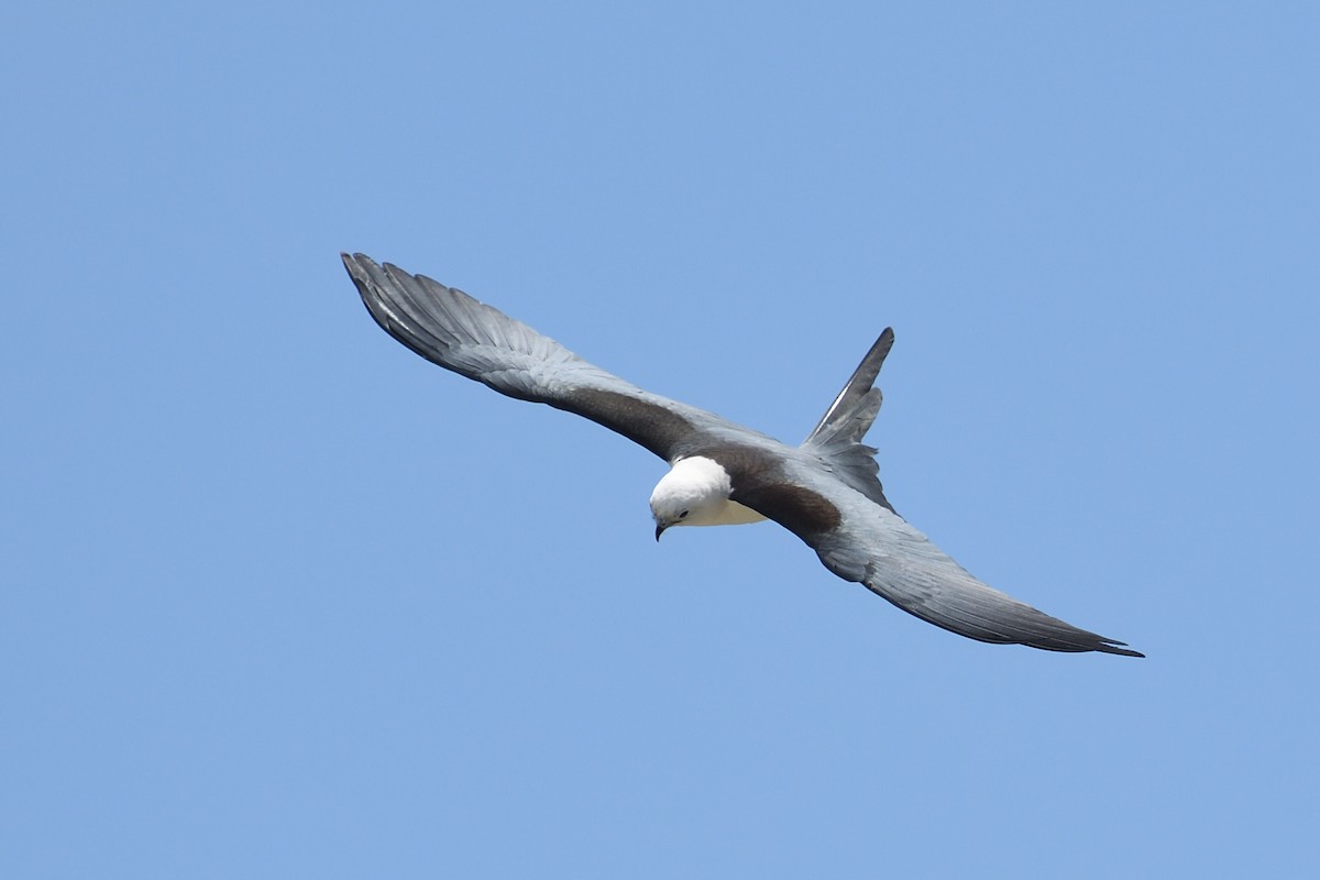 Swallow-tailed Kite - ML618377383