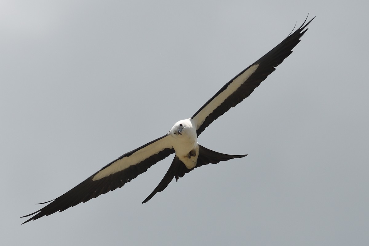 Swallow-tailed Kite - ML618377404