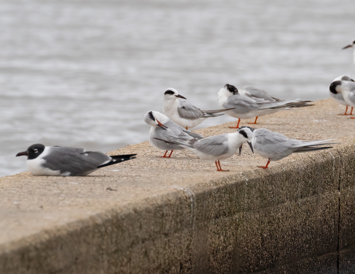 Forster's Tern - ML618377405