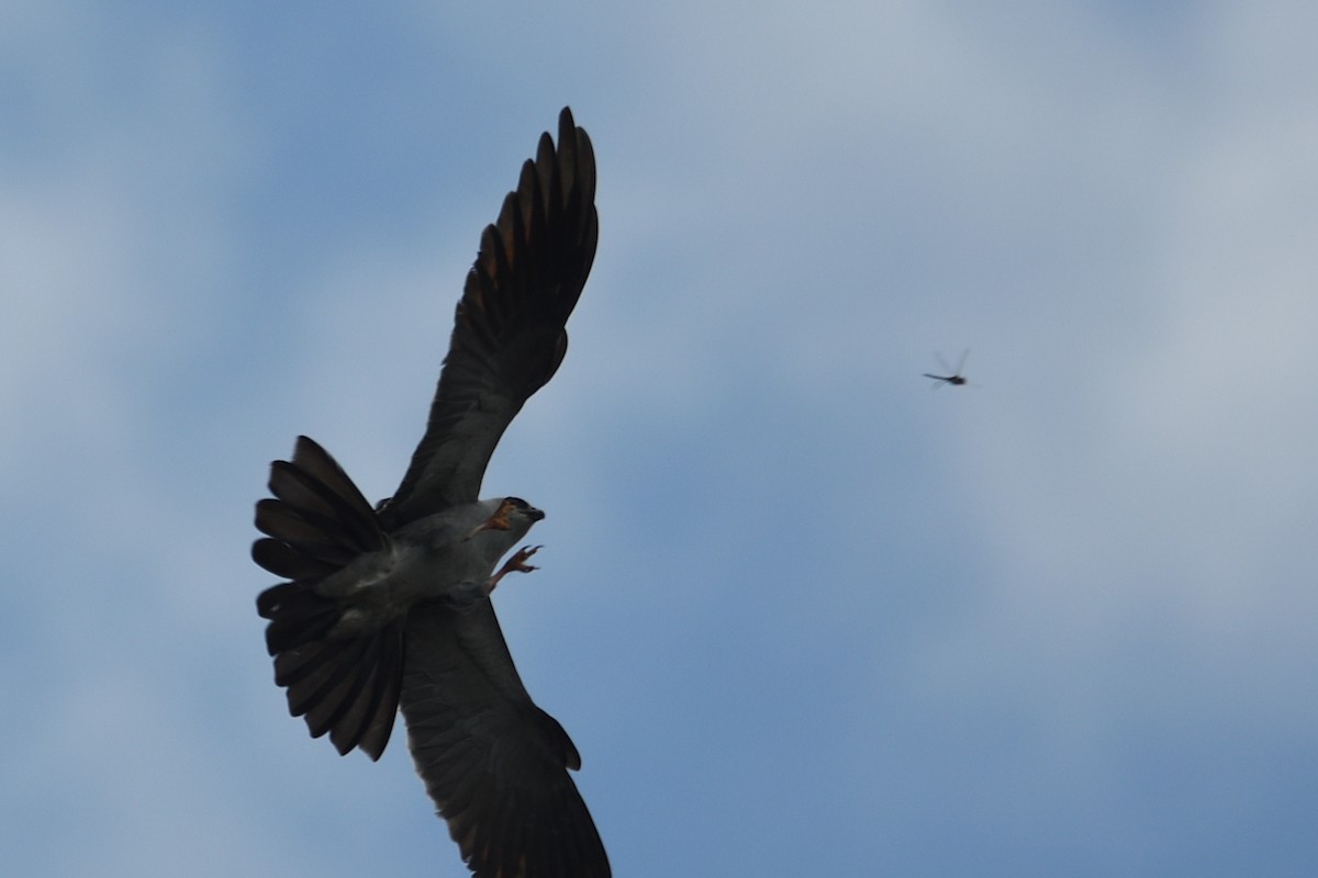 Mississippi Kite - ML618377431