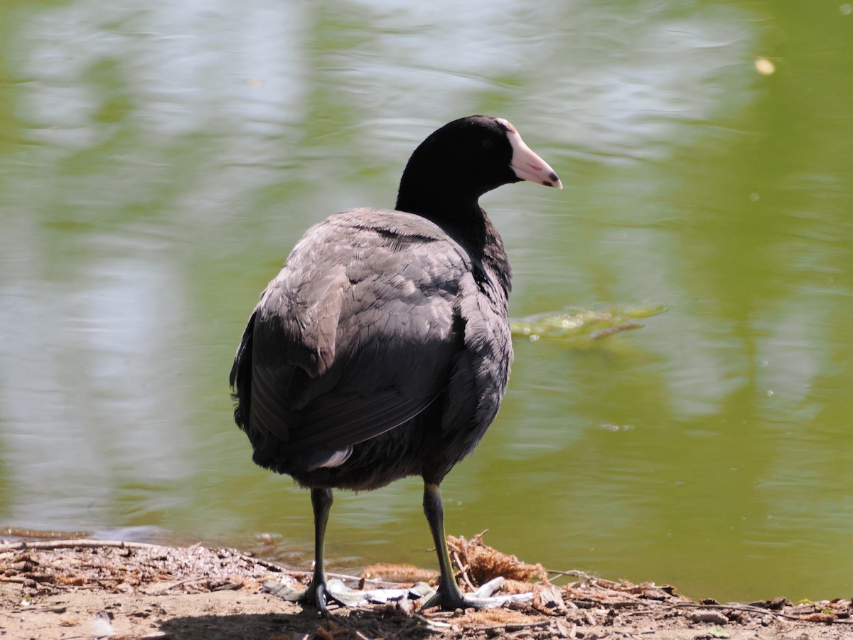 American Coot - Isa Dav