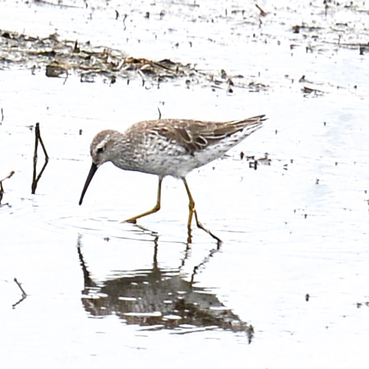 Stilt Sandpiper - T Reed