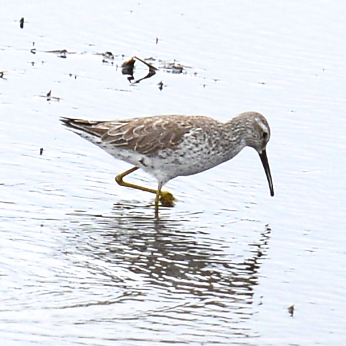 Stilt Sandpiper - ML618377458