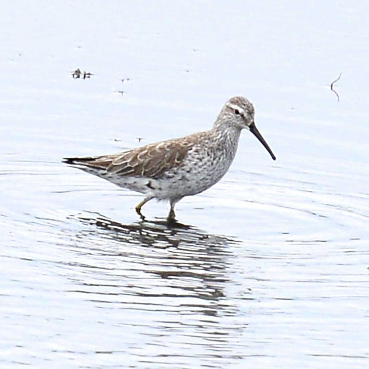 Stilt Sandpiper - ML618377459