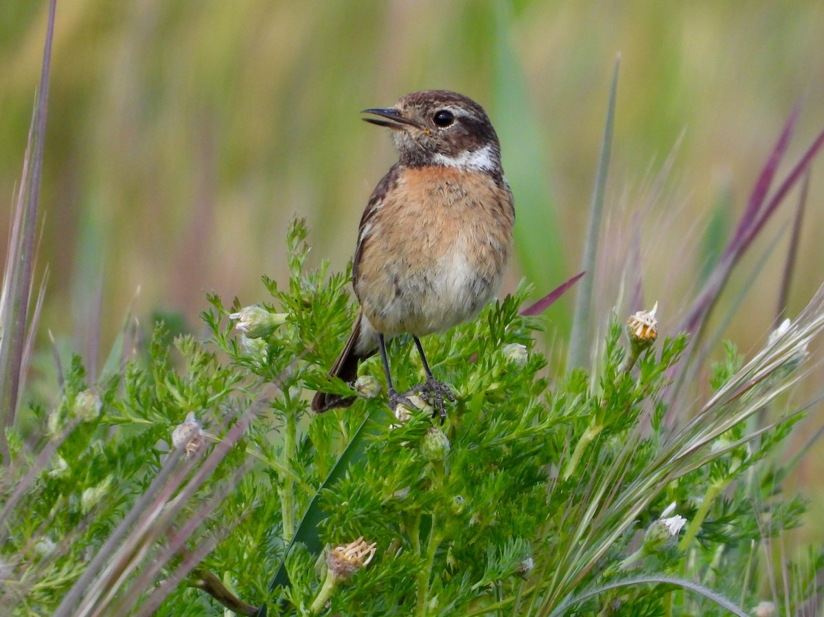 European Stonechat - Eugenio Collado