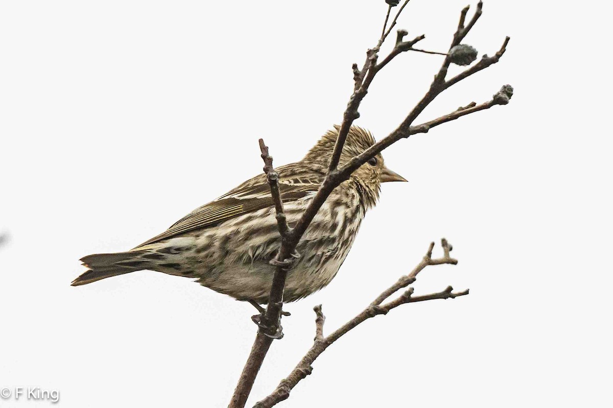 Pine Siskin - Frank King