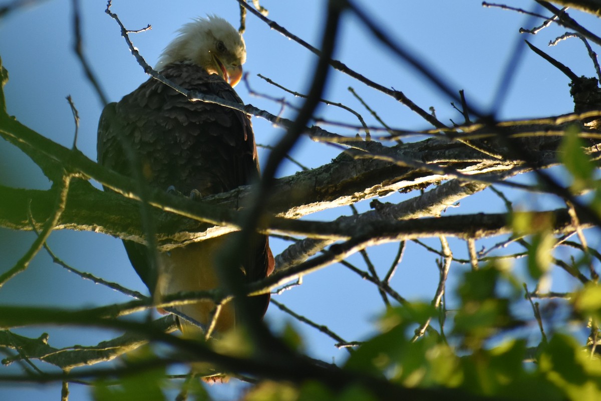 Bald Eagle - ML618377529