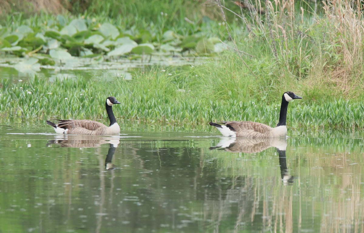 Canada Goose - ML618377532