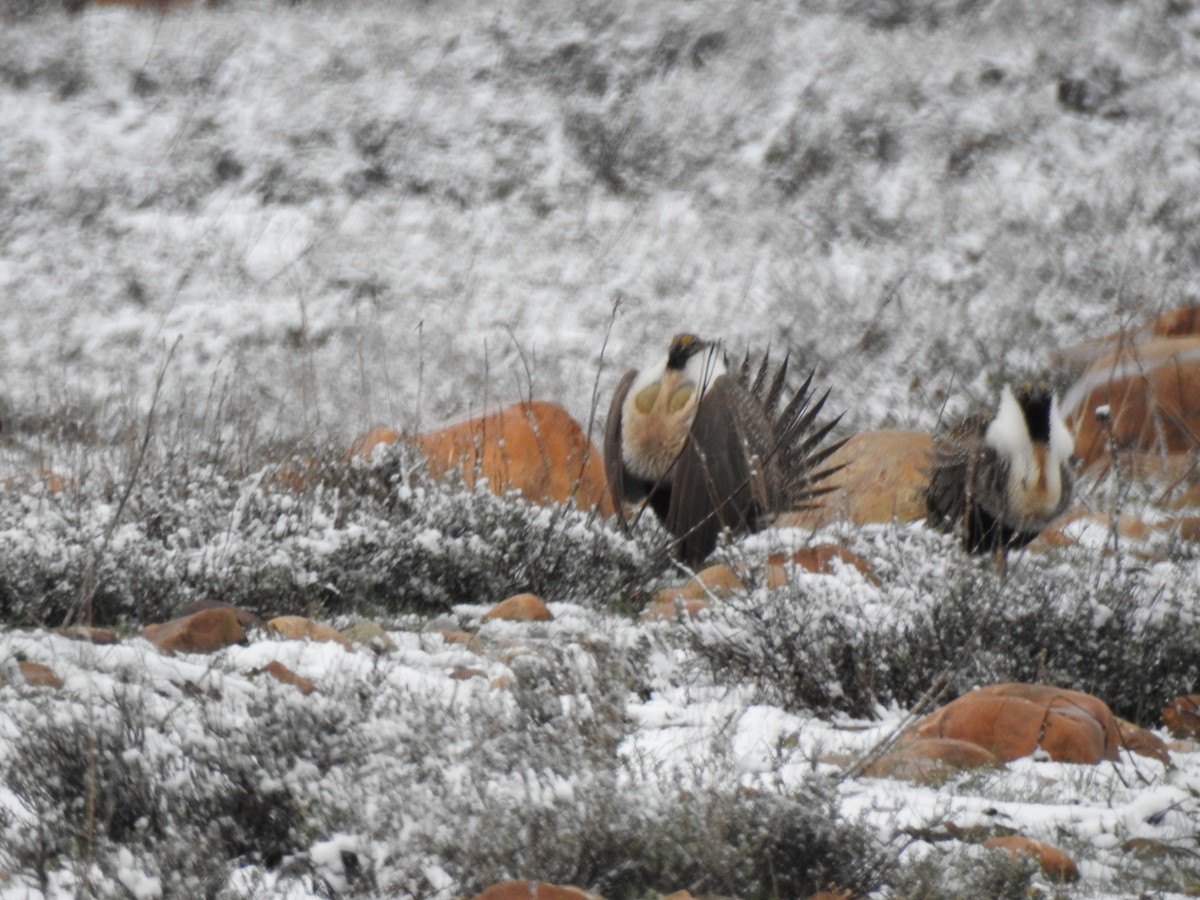 Greater Sage-Grouse - ML618377540