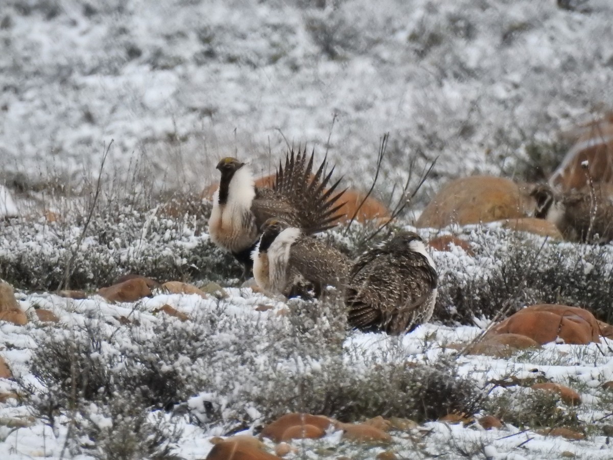 Greater Sage-Grouse - ML618377542