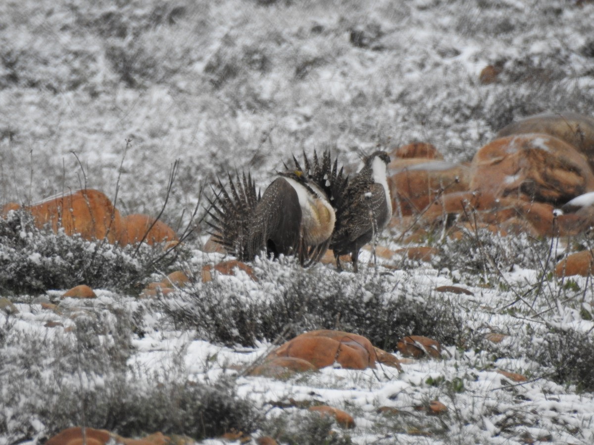 Greater Sage-Grouse - ML618377543