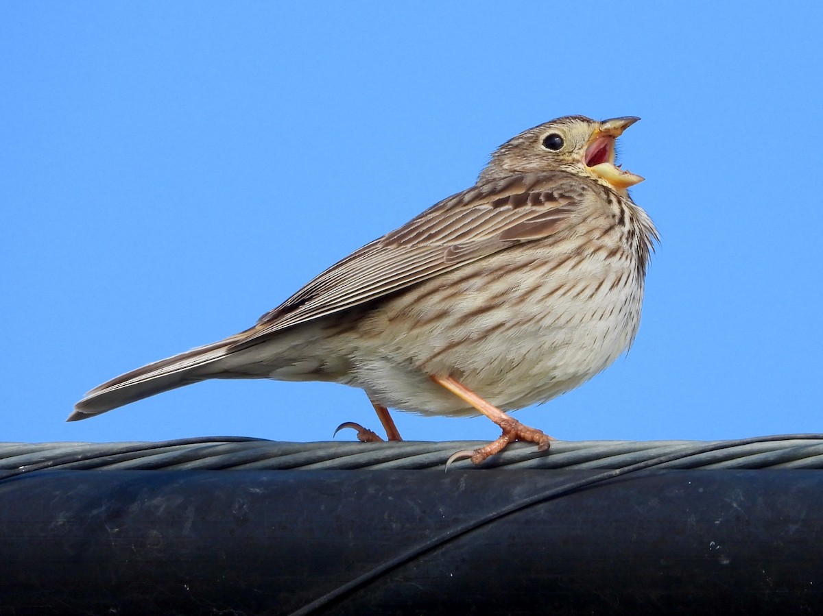 Corn Bunting - Eugenio Collado