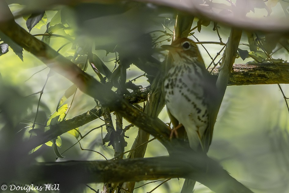 Wood Thrush - Douglas Hill