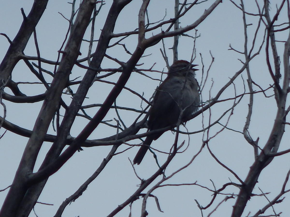 Chipping Sparrow - Lawson Bishop