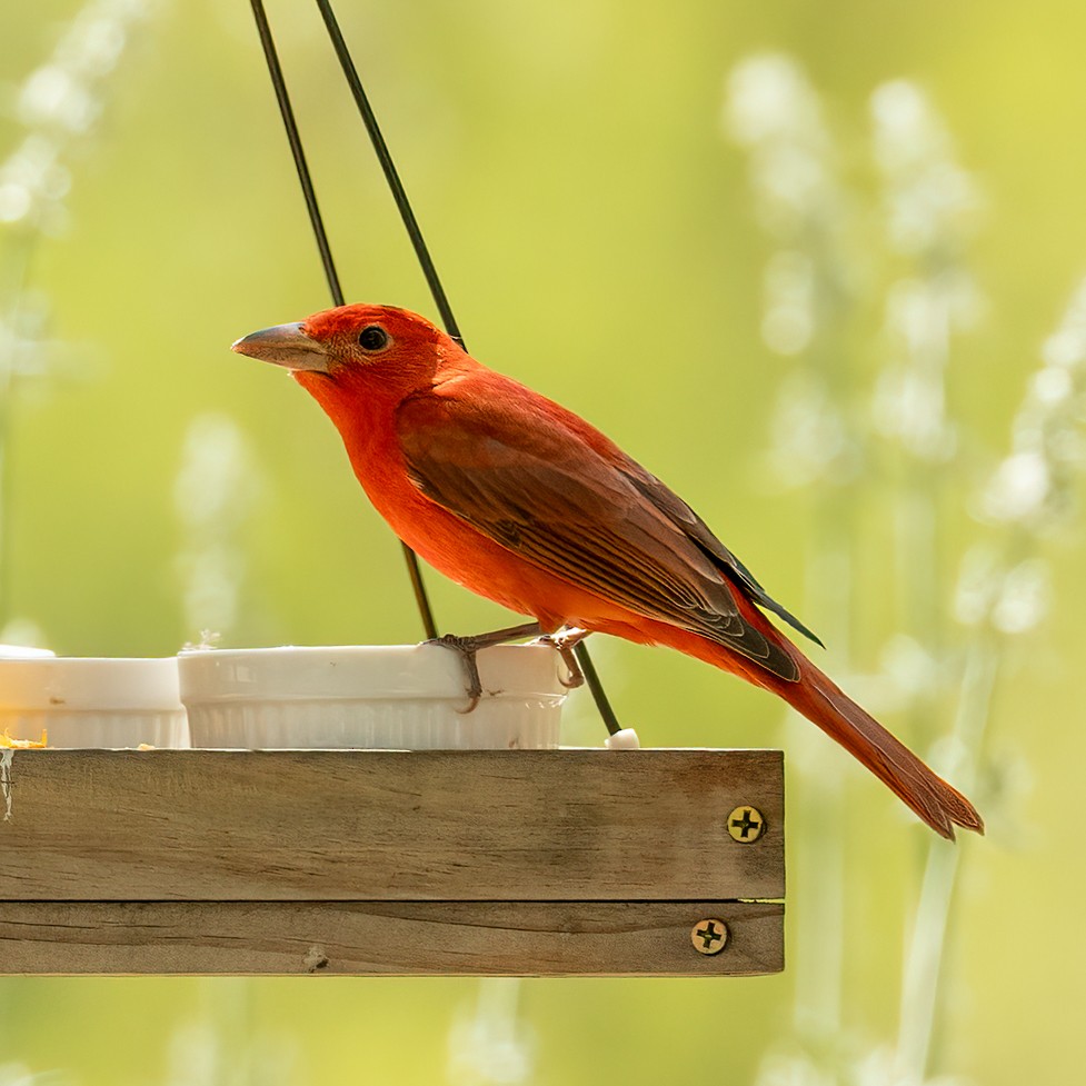 Summer Tanager - Kathryn McGiffen