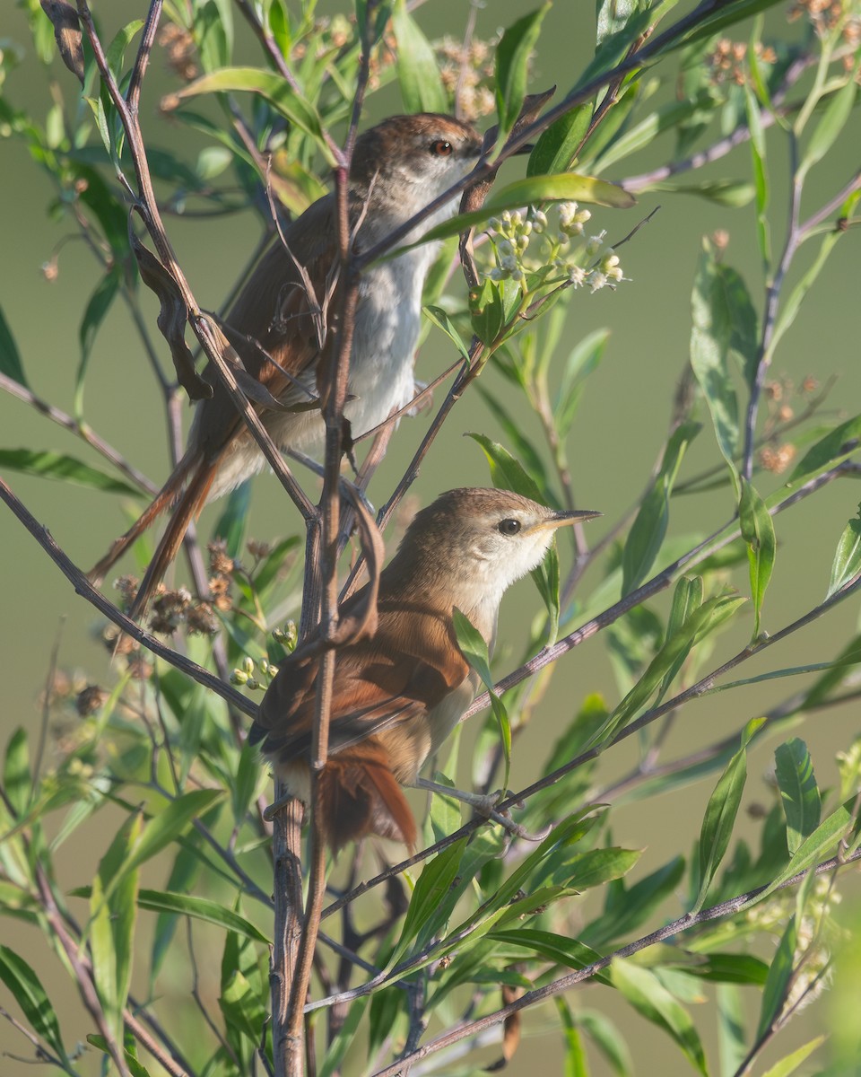 Yellow-chinned Spinetail - Nicolas Mazzini