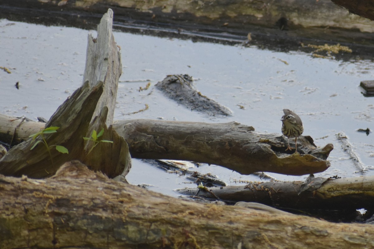 Louisiana Waterthrush - ML618377686