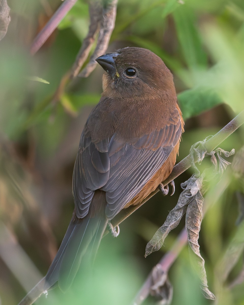 Glaucous-blue Grosbeak - ML618377690