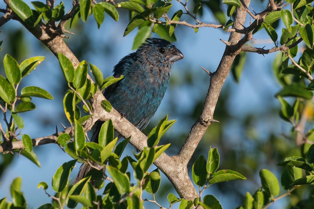 Glaucous-blue Grosbeak - ML618377691