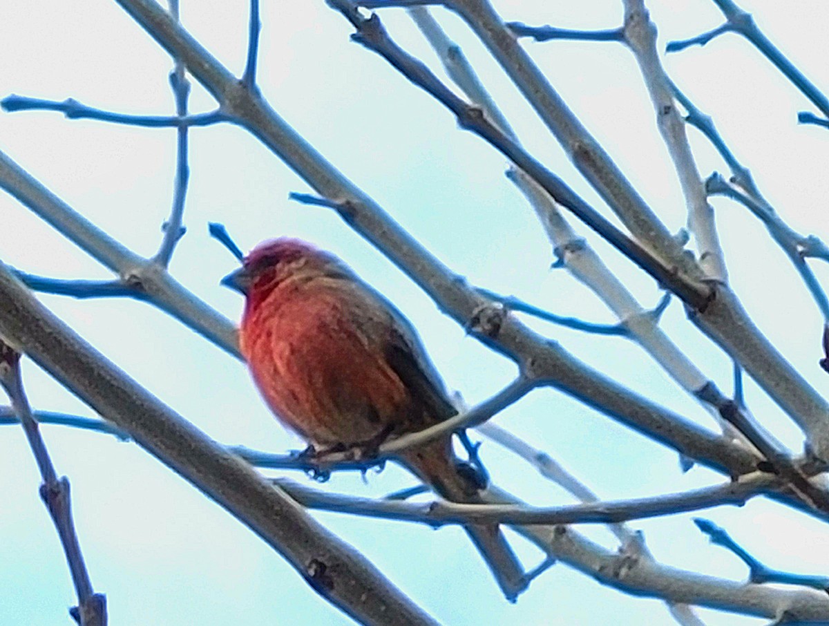 House Finch - Séraphin Poudrier