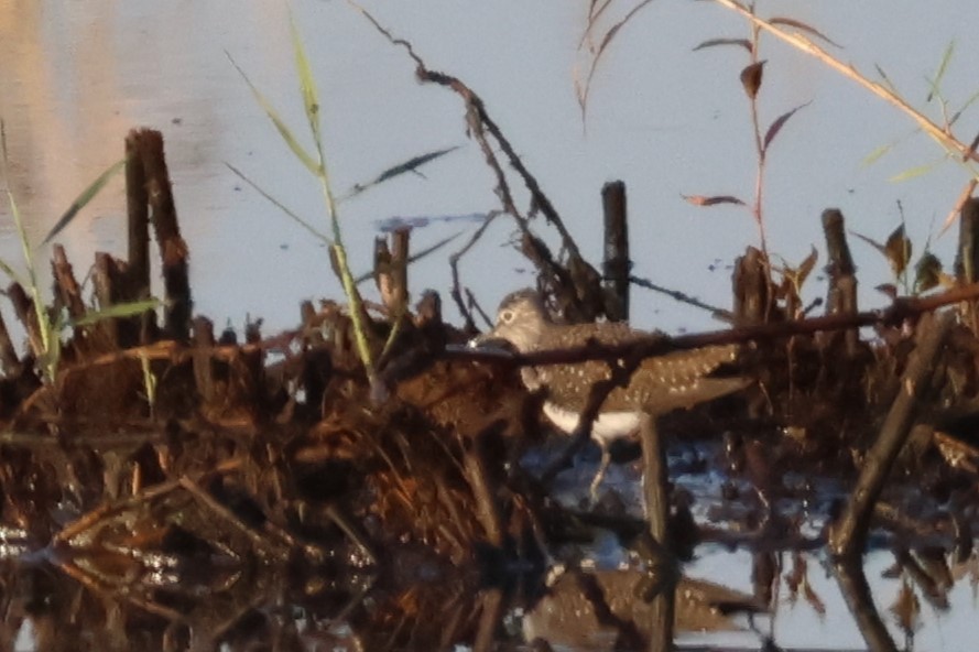 Solitary Sandpiper - ML618377732