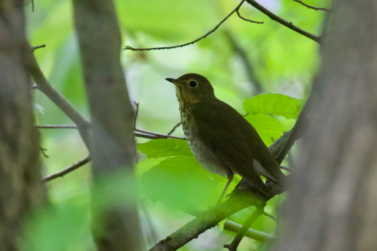 Swainson's Thrush - Steve Luke