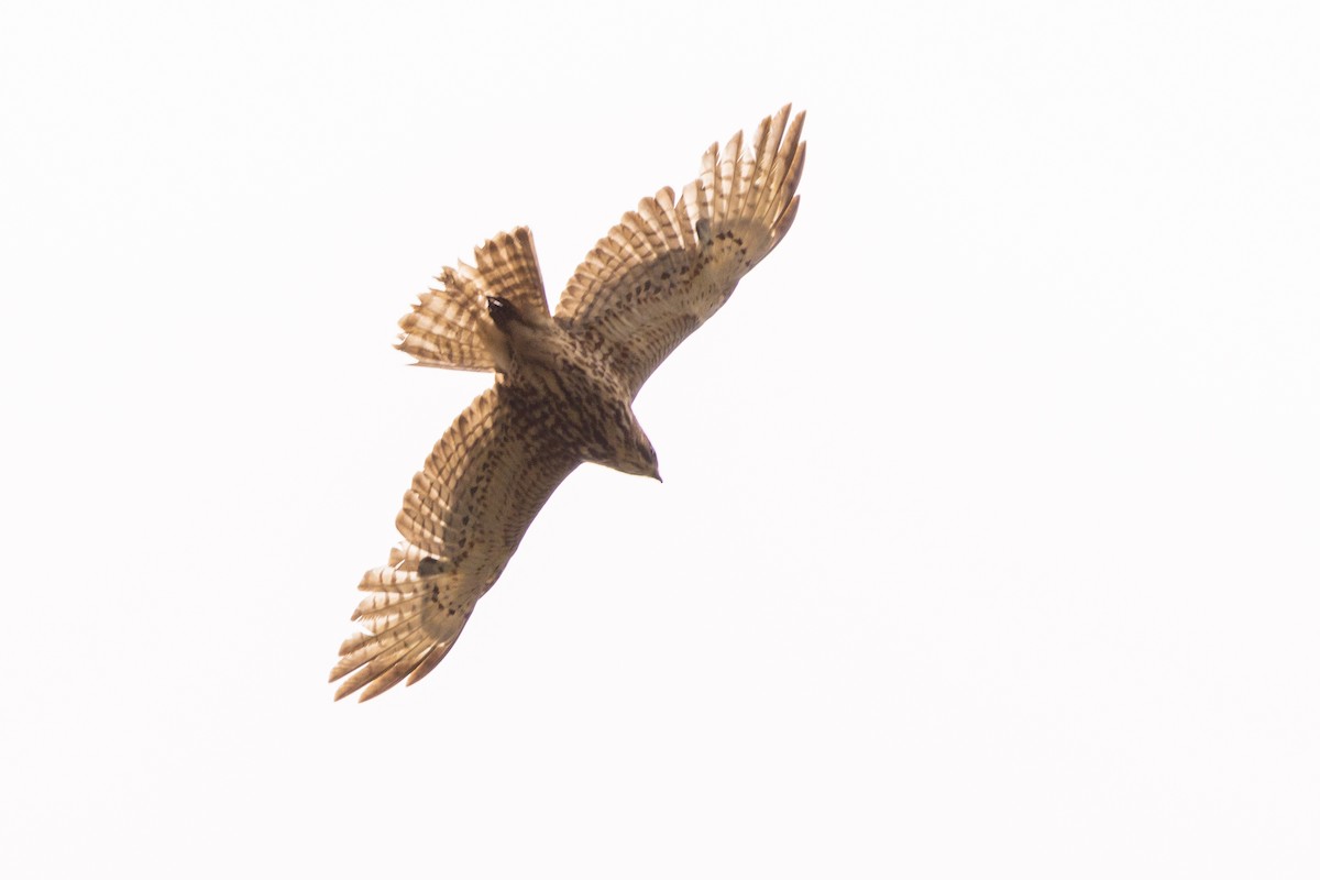 Red-shouldered Hawk - David Ammerman