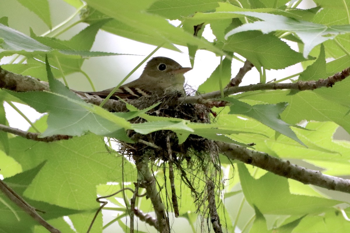 Acadian Flycatcher - ML618377811