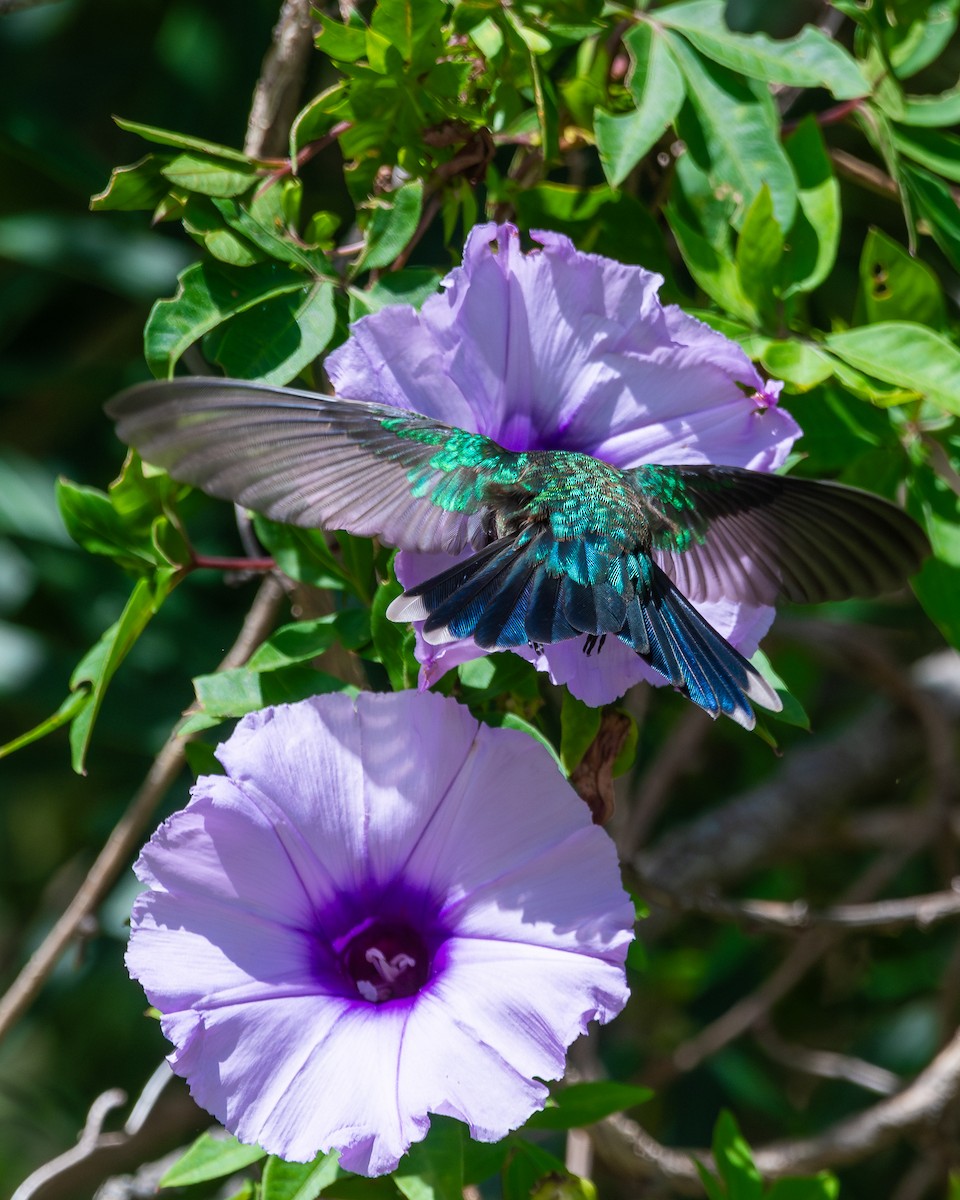 kolibřík lesklobřichý - ML618377824
