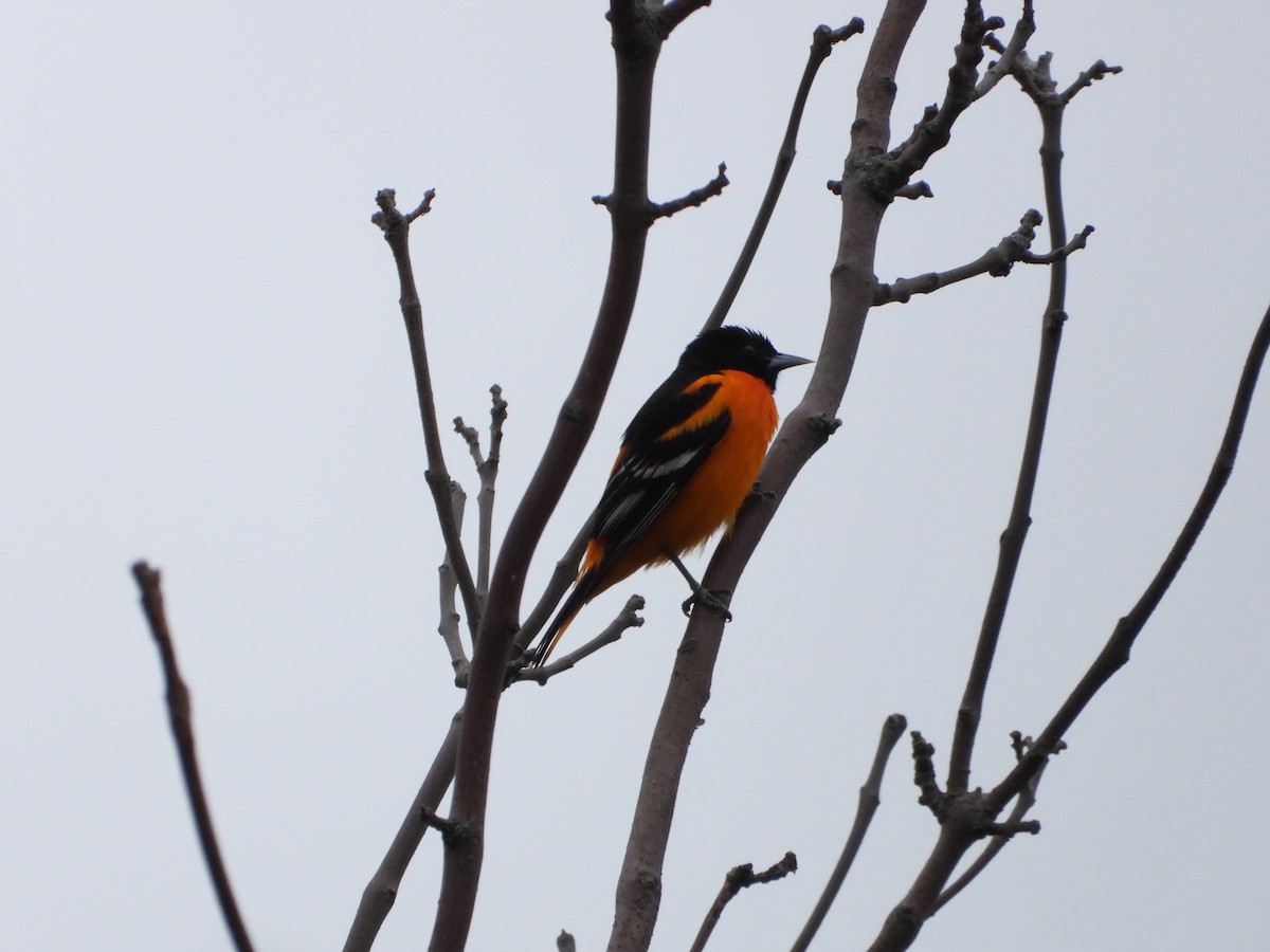 Baltimore Oriole - Marc Belliard