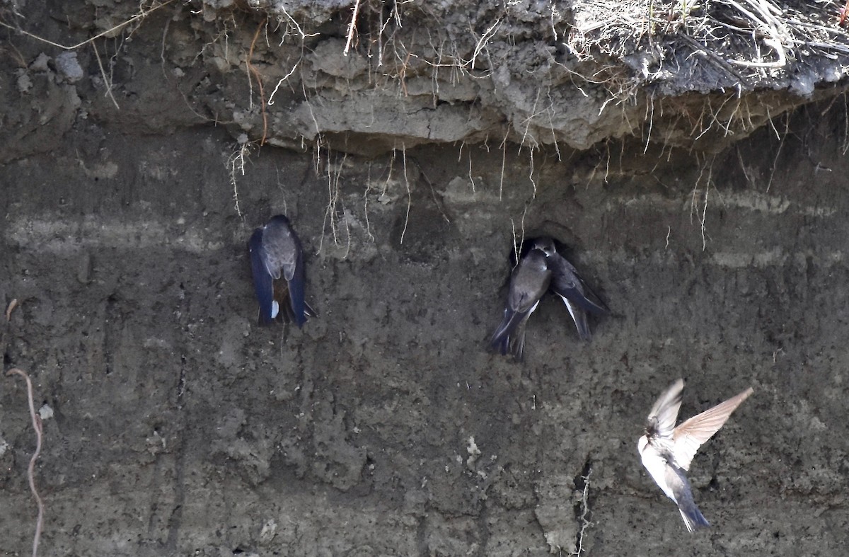 Bank Swallow - Patricia Zucco