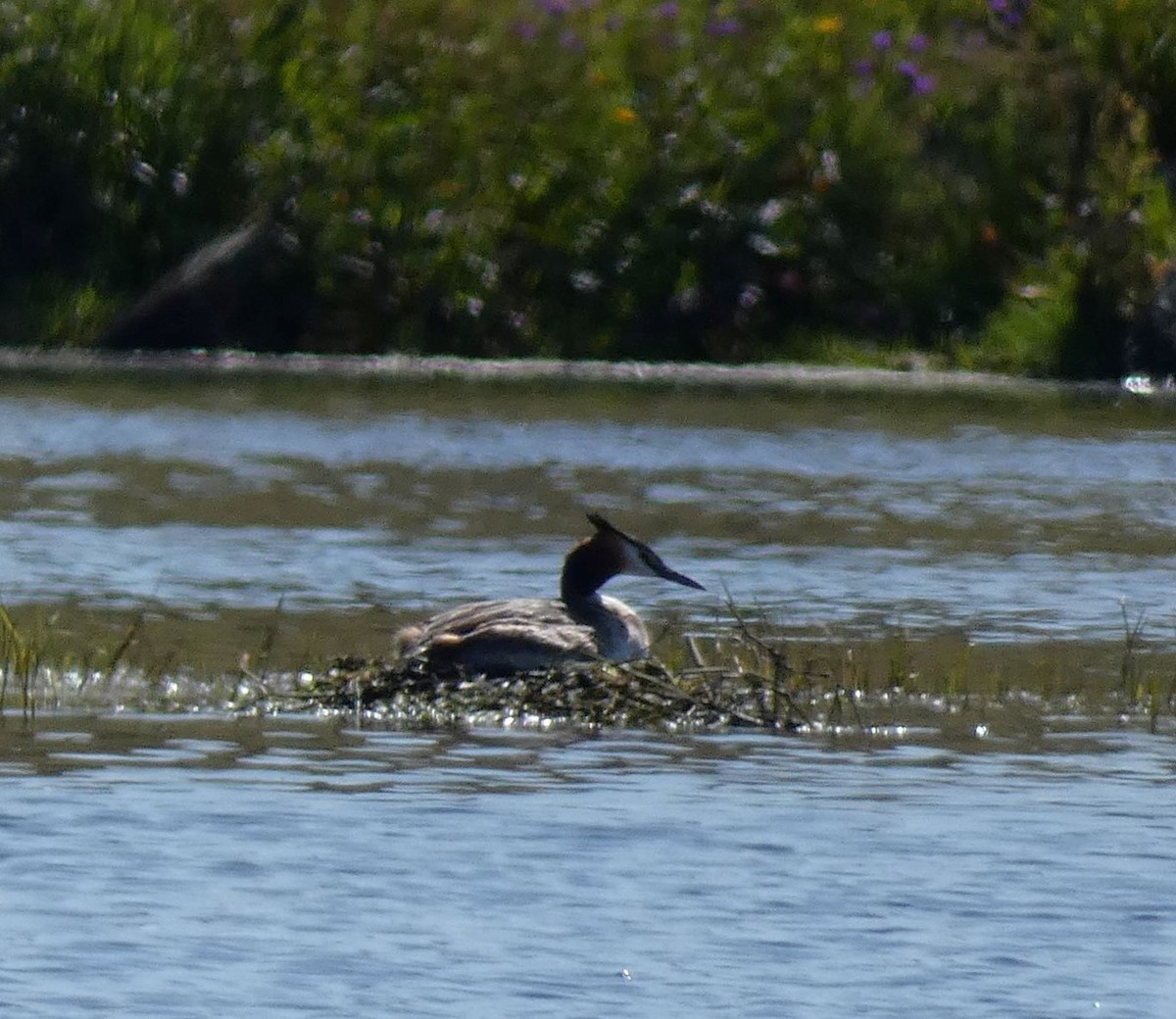 Great Crested Grebe - Neil Renwick