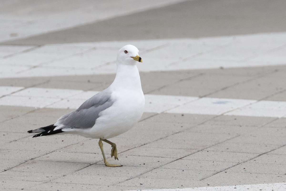 Ring-billed Gull - Sarah von Innerebner