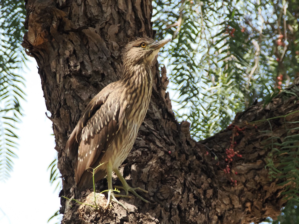 Black-crowned Night Heron - Isa Dav